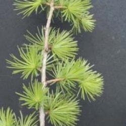 Larix decidua