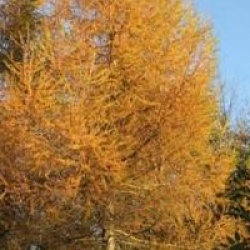 Larix kaempferi - M�l�ze du Japon