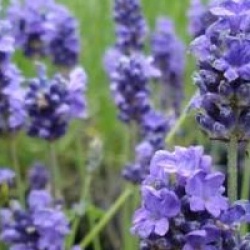 Lavande Vicenza Blue