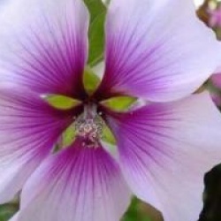 Lavatera maritima 'Princesse de Ligne'