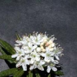 Ledum groenlandicum