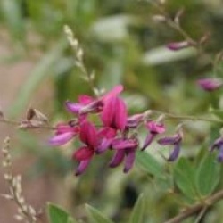 Lespedeza thunbergii