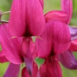 Desmodium penduliflorum