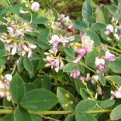 Lespedeza thunbergii 'Edo Shibori'