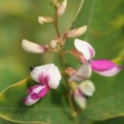 Lespedeza Edo Shibori