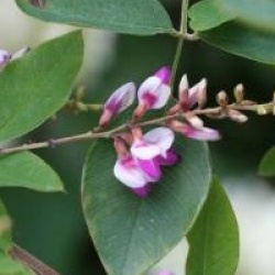 Lespedeza thunbergii 'Edo Shibori'