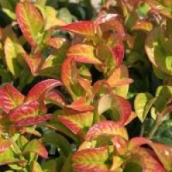 Leucothoe axillaris 'Curly Red' cov - Leucothe Curly Red