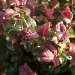Leucothoe axillaris 'Curly Red' cov