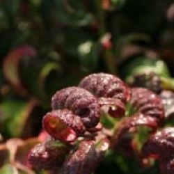 Leucothoe axillaris 'Curly Red' cov