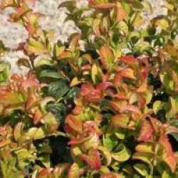 Leucothoe axillaris 'Curly Red' cov