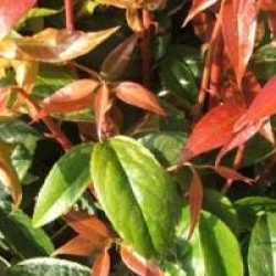Leucothoe fontanesiana 'Rainbow'