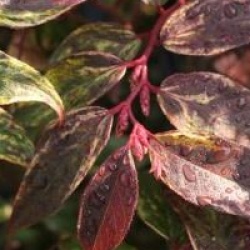 Leucothoe fontanesiana 'Rainbow'