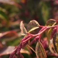 Leucothoe fontanesiana 'Rainbow'