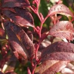 Leucothoe fontanesiana 'Rainbow'