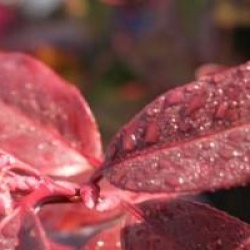 Leucothoe fontanesiana 'Rainbow'