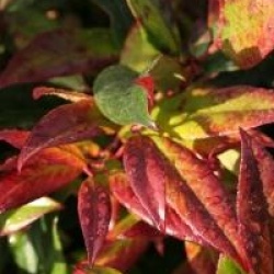 Leucothoe Scarletta 'Zeblid'