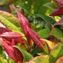 Leucothoe Scarletta 'Zeblid'