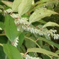 Leucothoe Scarletta 'Zeblid'