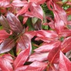 Leucothoe Scarletta 'Zeblid' - Leucothe Zeblid