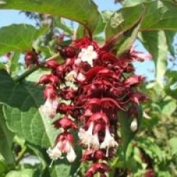 Leycesteria formosa - Arbre aux faisans