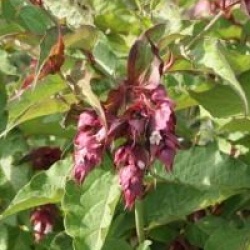 Leycesteria formosa