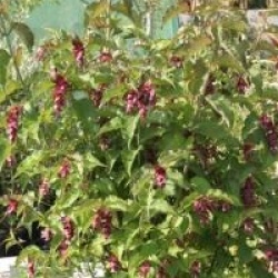 Leycesteria formosa