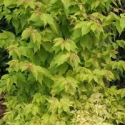 Arbre aux faisans � feuillage dor�