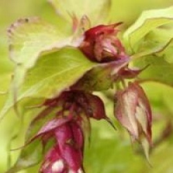 Leycesteria formosa Golden Lanterns 'Notbruce' cov 