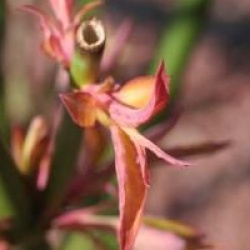 Leycesteria formosa Golden Lanterns 'Notbruce' cov 