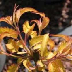 Leycesteria formosa Golden Lanterns 'Notbruce' cov 