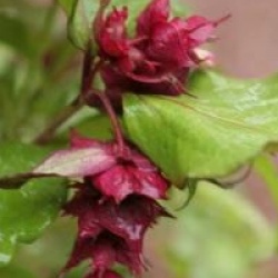 Leycesteria formosa 'Purple Rain' - Arbre aux faisans � feuillage pourpre