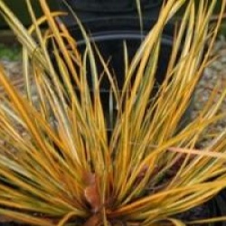 Libertia ixioides 'Goldfinger'