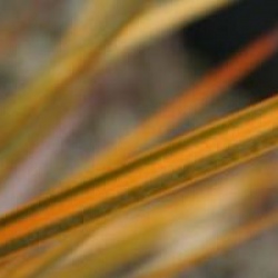 Libertia ixioides 'Goldfinger'