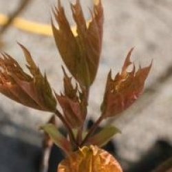 Acer platanoides 'Drummondii'