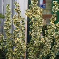 Ligustrum japonicum 'Coriaceum Aureum'