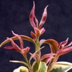 Tro�ne rotundifolium dor�