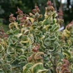 Ligustrum japonicum 'Coriaceum Aureum'