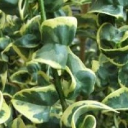 Ligustrum japonicum 'Coriaceum Aureum'