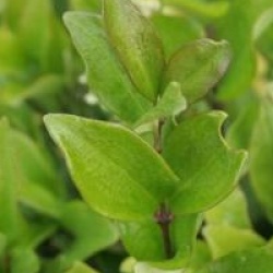 Tro�ne texanum Silver Star