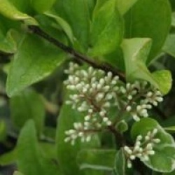 Ligustrum japonicum 'Silver Star'
