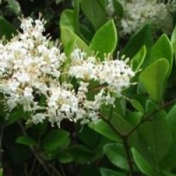 Ligustrum japonicum 'Texanum'