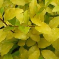 Ligustrum ovalifolium 'Lemon and Lime'