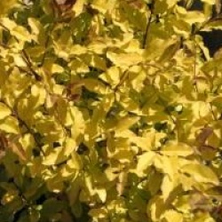 Ligustrum ovalifolium 'Lemon and Lime'