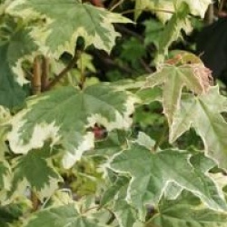 Acer platanoides 'Drummondii'