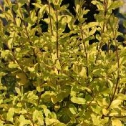 Ligustrum ovalifolium 'Lemon and Lime'