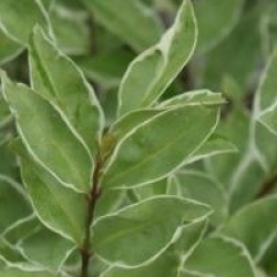 Ligustrum ovalifolium 'Argenteum' - Tro�ne de Californie argent�