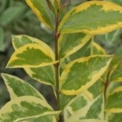 Ligustrum ovalifolium 'Aureum' - Tro�ne de Californie dor�