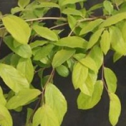 Lindera erythrocarpa  - Lindera erythrocarpa