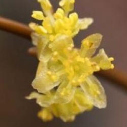 Lindera benzoin