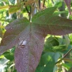 Liquidambar acalycina 